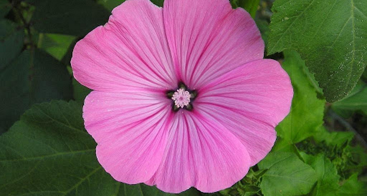 Mauve annuelle - Société Nationale d'Horticulture de France