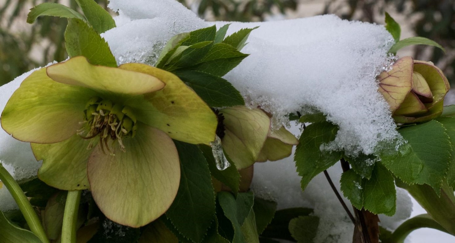 Hellébore noire ou rose de Noël - Société Nationale d'Horticulture de France