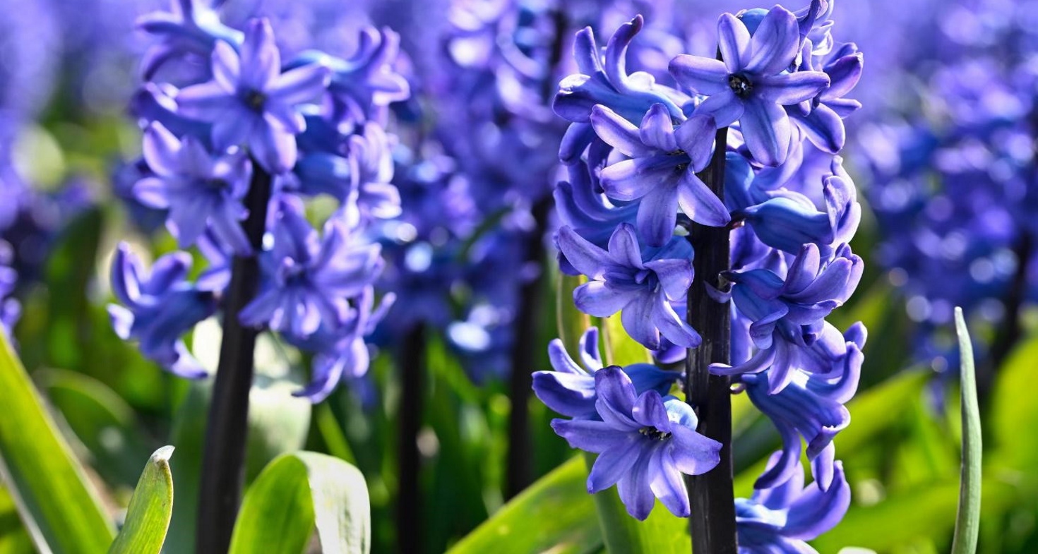 Jacinthe - Société Nationale d'Horticulture de France