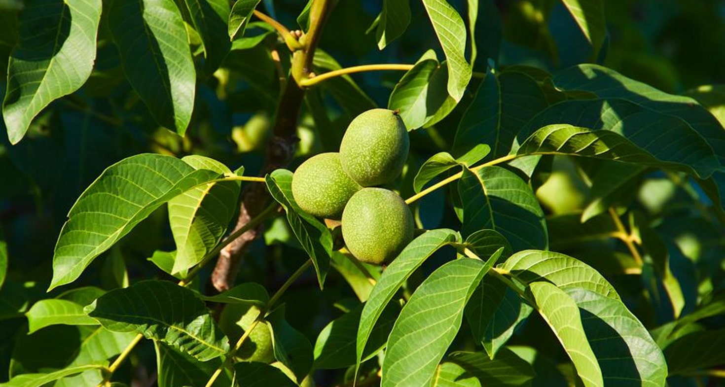 Листья грецкого ореха купить. Орех маньчжурский (Juglans mandshurica). Орех маньчжурский (Juglans nigra l.). Орех грецкий скороплодный дерево. Маньчжурский грецкий орех дерево.