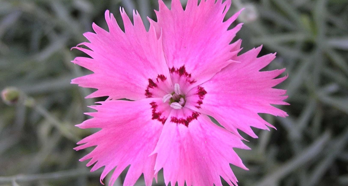 Oeillet mignardise - Société Nationale d'Horticulture de France