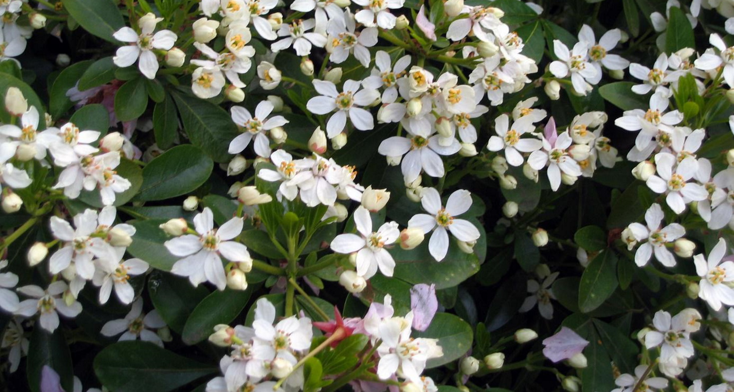 Oranger du Mexique : culture et floraison