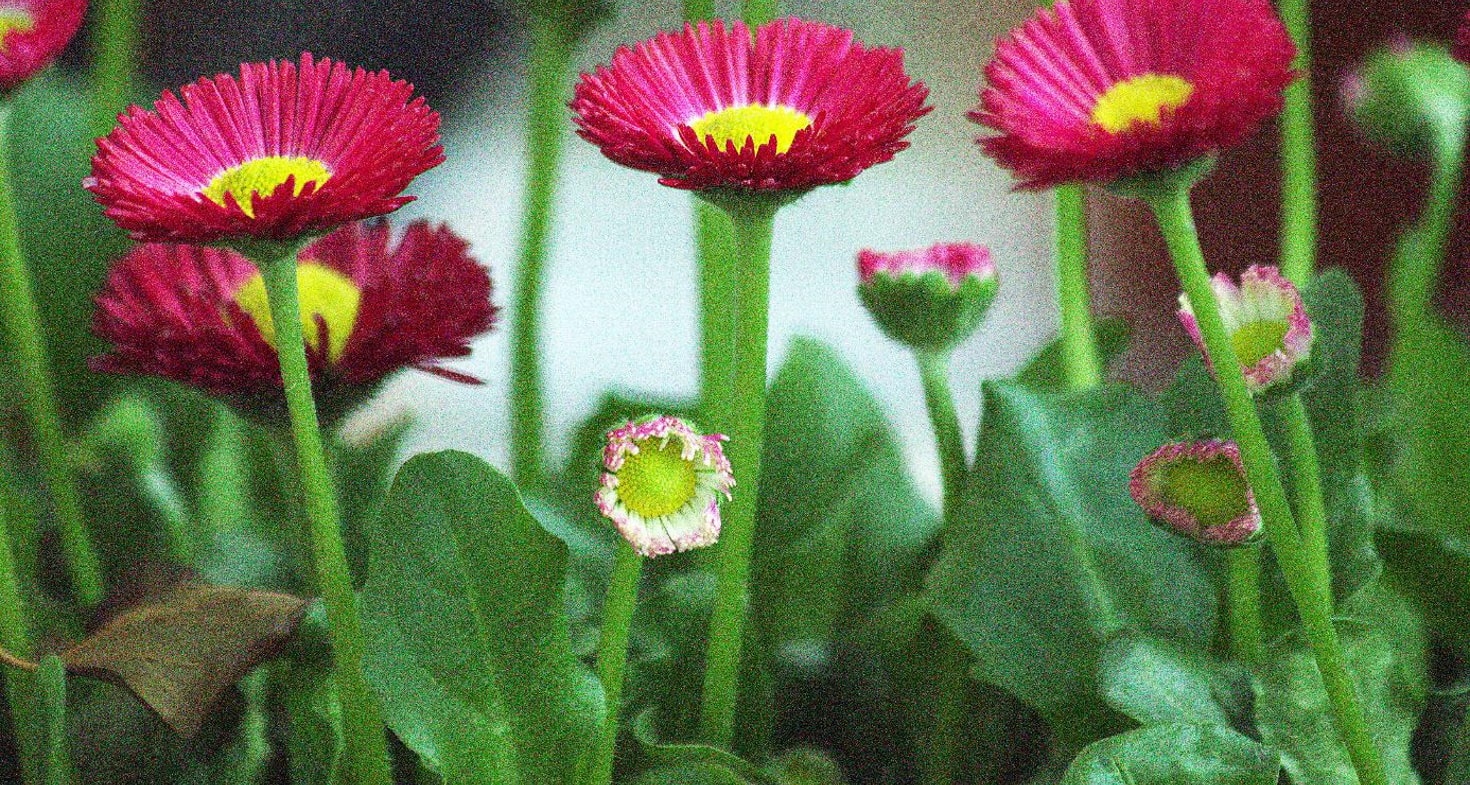 Pâquerette - Société Nationale d'Horticulture de France