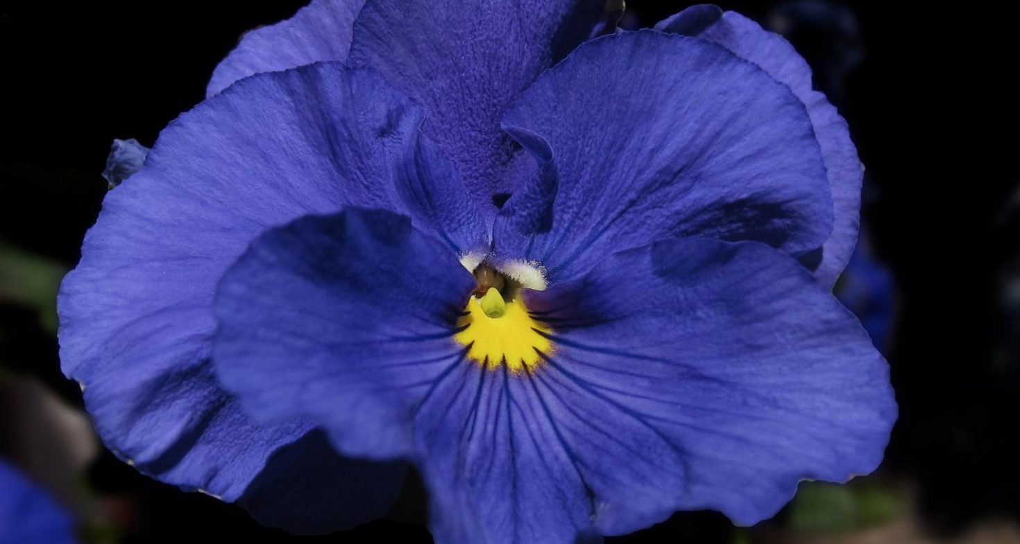 Pensée à grande fleur - Société Nationale d'Horticulture de France