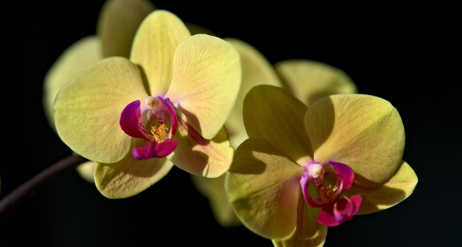 Phalaenopsis - Société Nationale d'Horticulture de France