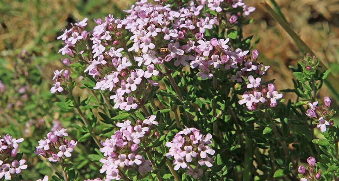 Thym des bergers