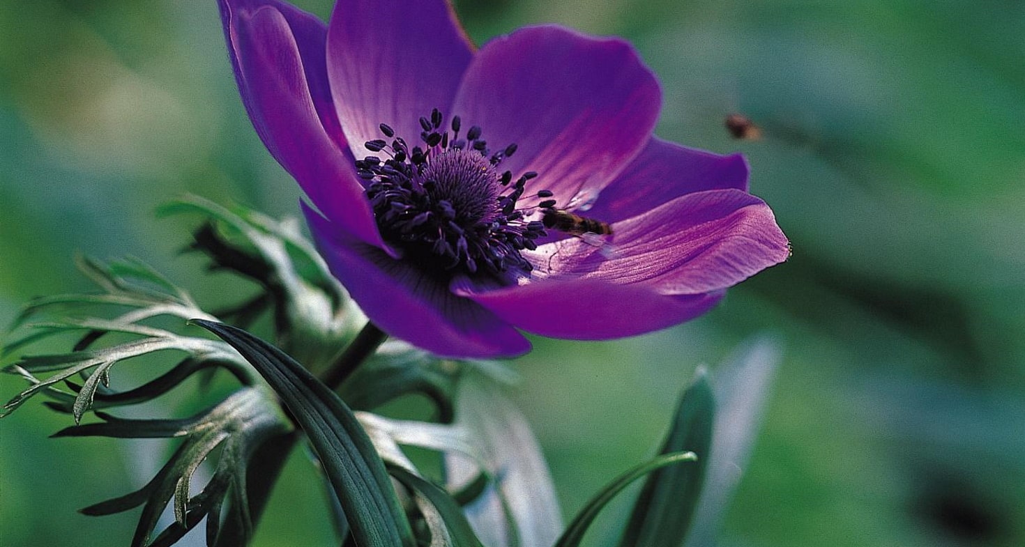 Anémone couronnée - Société Nationale d'Horticulture de France