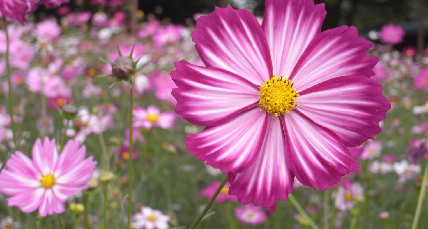 Cosmos - Société Nationale d'Horticulture de France