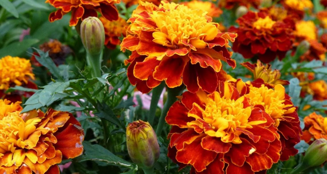 illet-d-inde-soci-t-nationale-d-horticulture-de-france