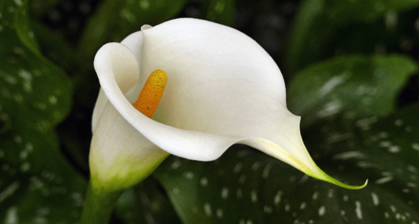 Arum d'Éthiopie - Société Nationale d'Horticulture de France