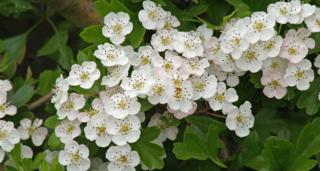 Aubépine - Société Nationale d'Horticulture de France