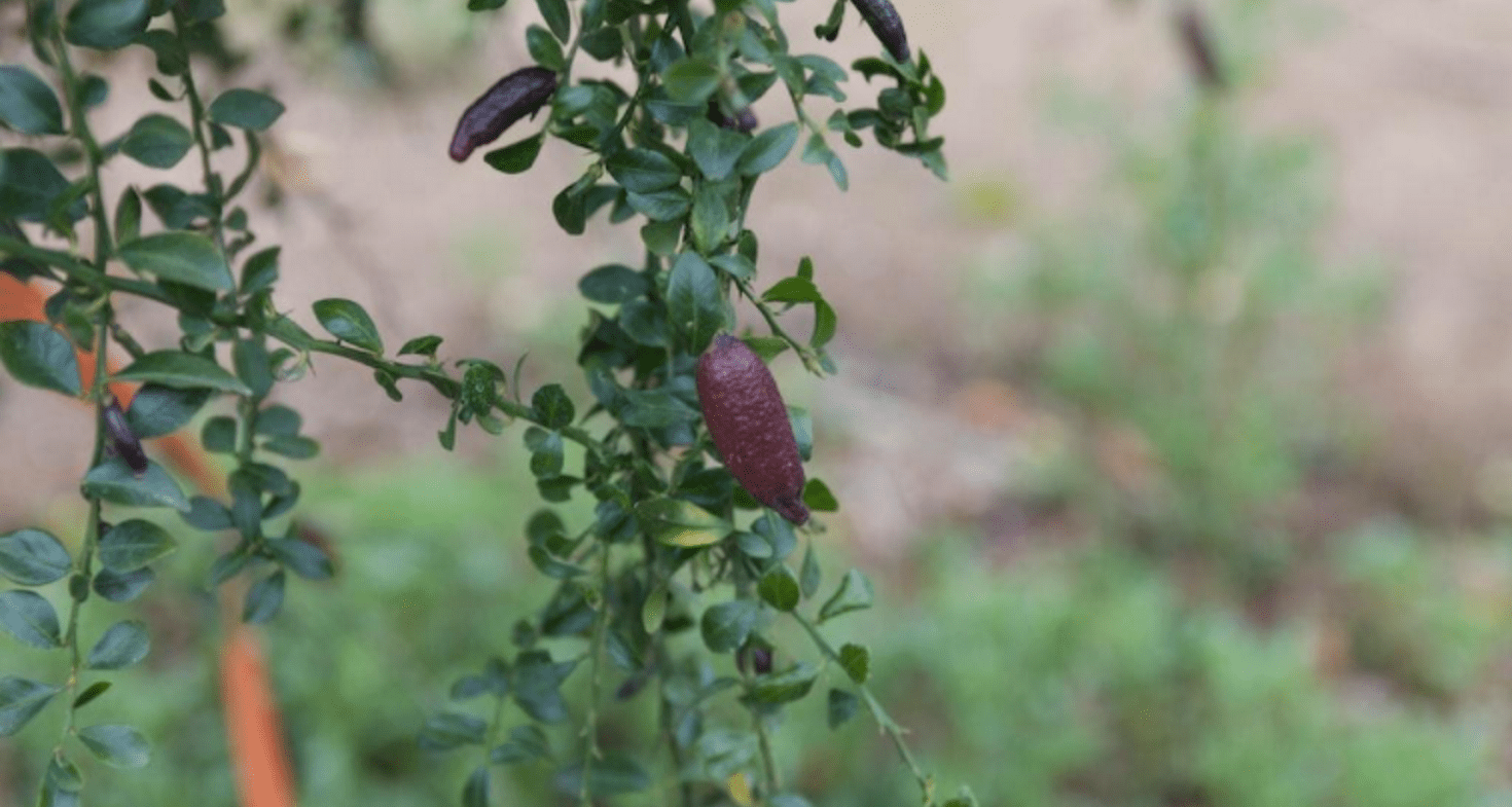 Citron caviar - Société Nationale d'Horticulture de France