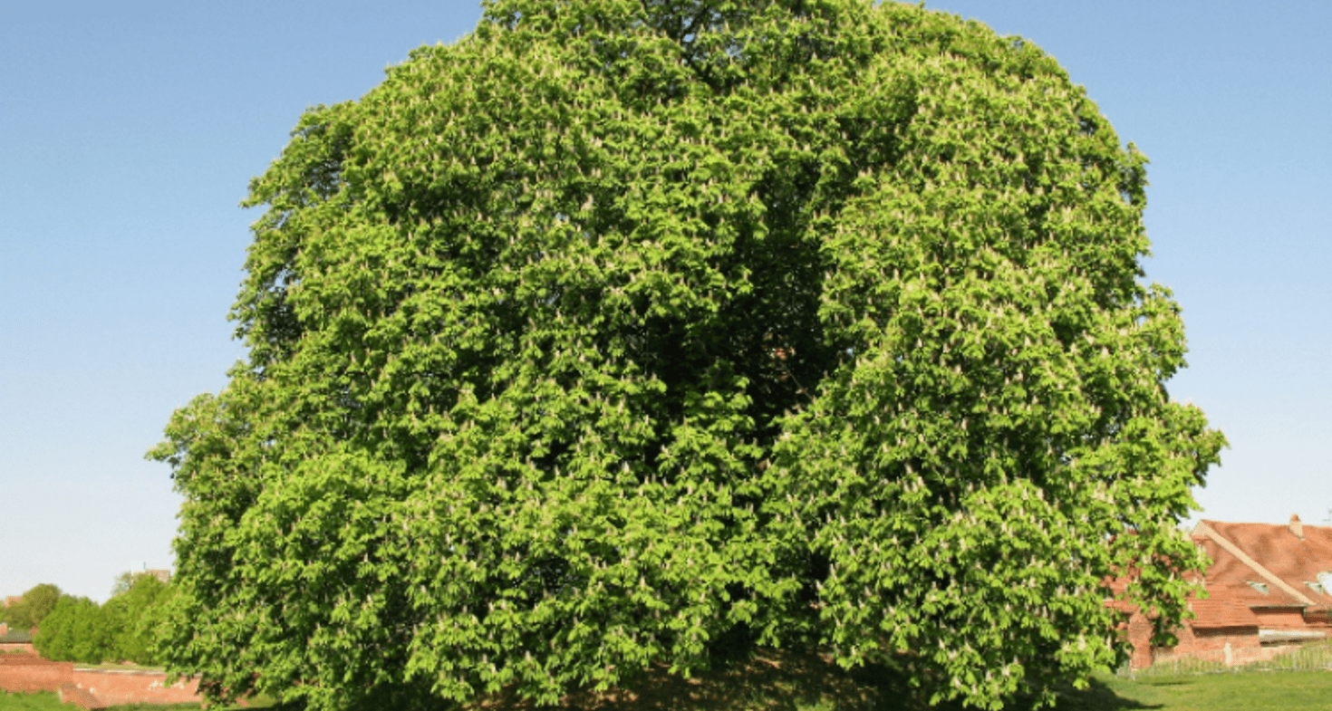 Marronnier d'Inde - Société Nationale d'Horticulture de France