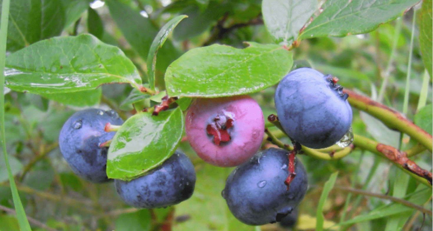 Les myrtilles, des fruits rouges à la saveur douce et légèrement