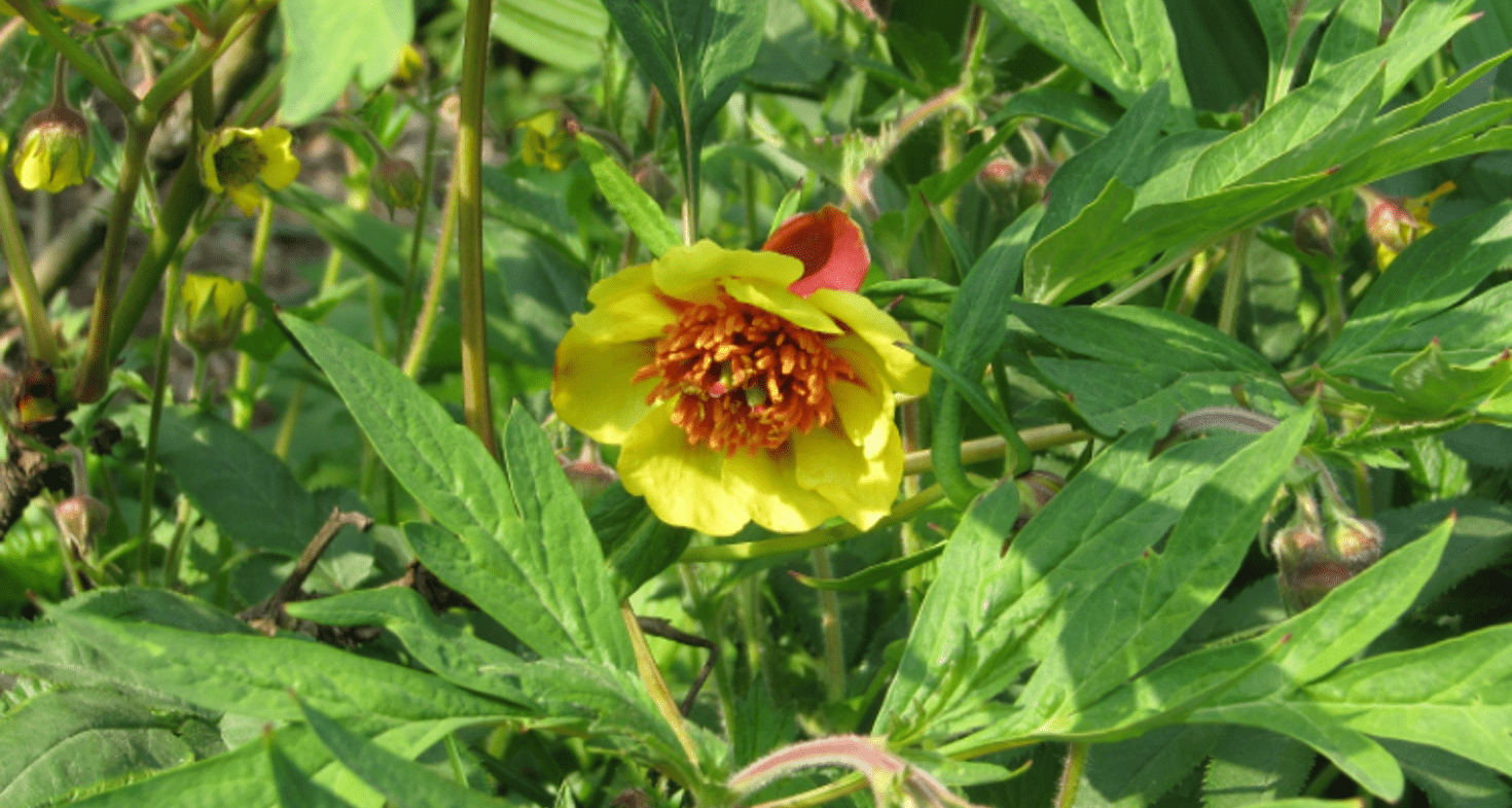 Pivoines arbustives - Société Nationale d'Horticulture de France