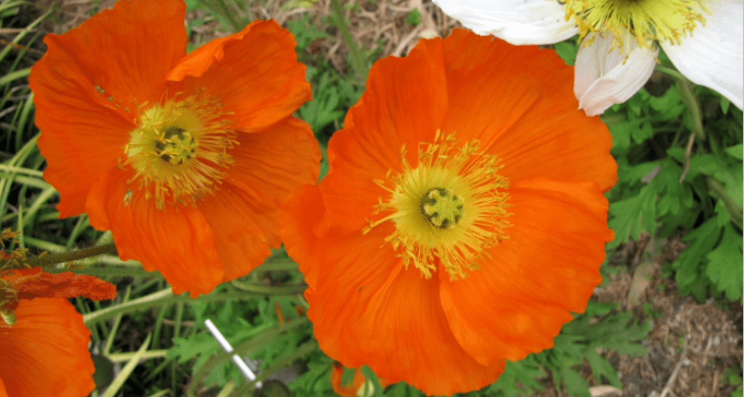 Pavot d'Islande, Pavot nudicaule, Papaver nudicaule : planter