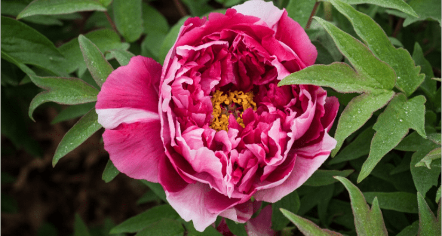 Pivoines arbustives - Société Nationale d'Horticulture de France