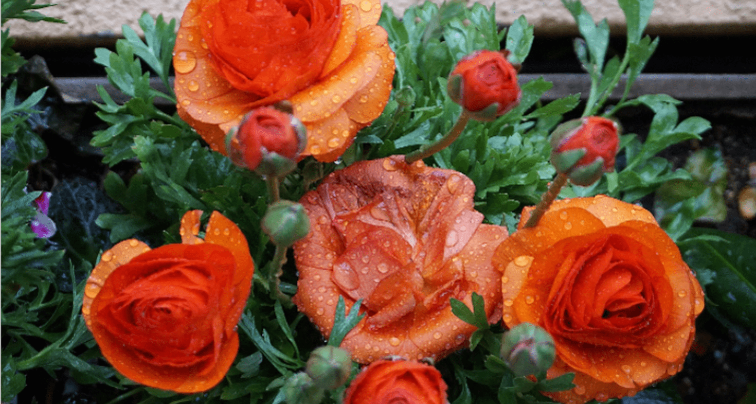 Renoncule des jardins - Société Nationale d'Horticulture de France