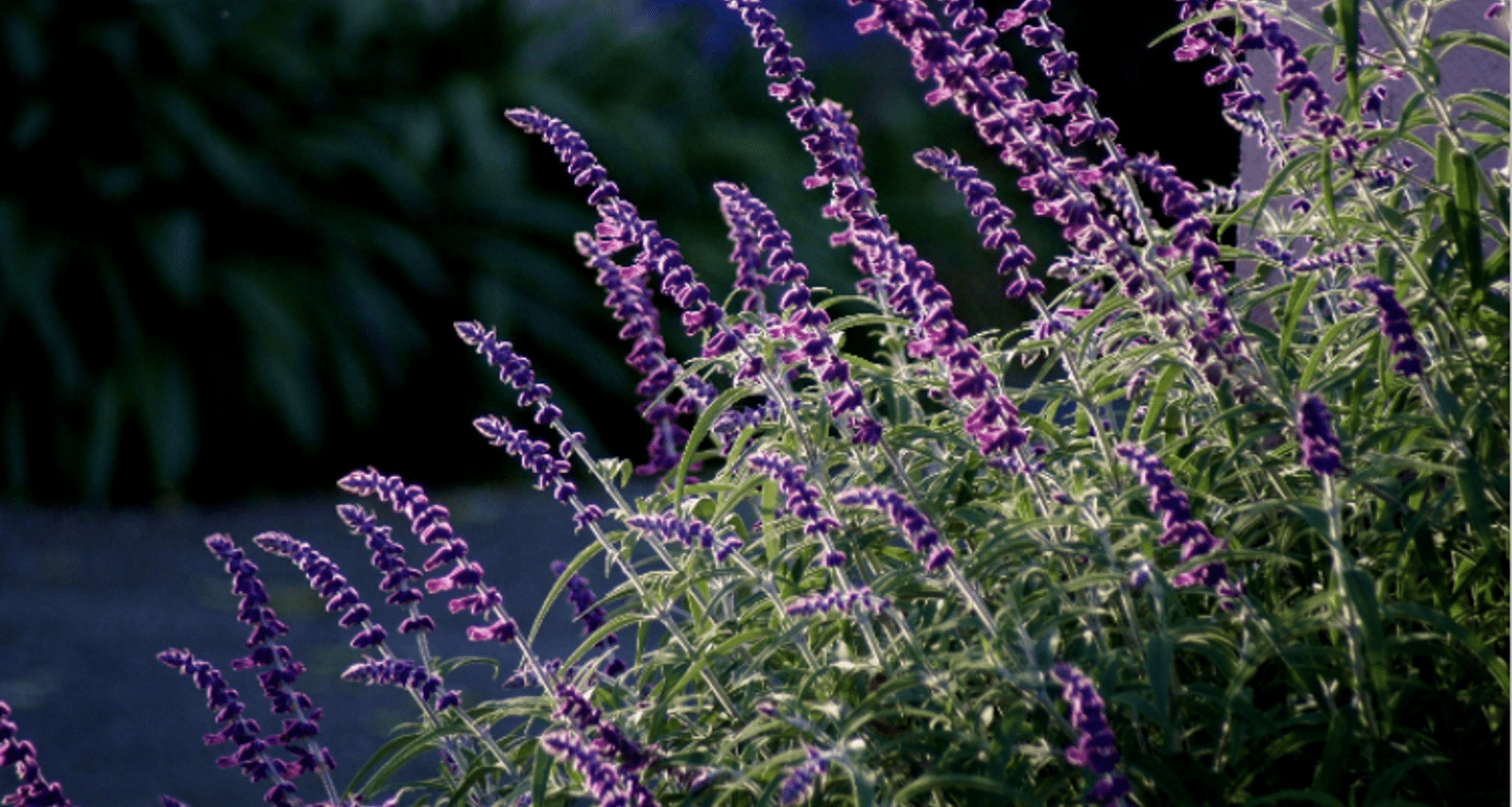 Sauge du Mexique - Société Nationale d'Horticulture de France