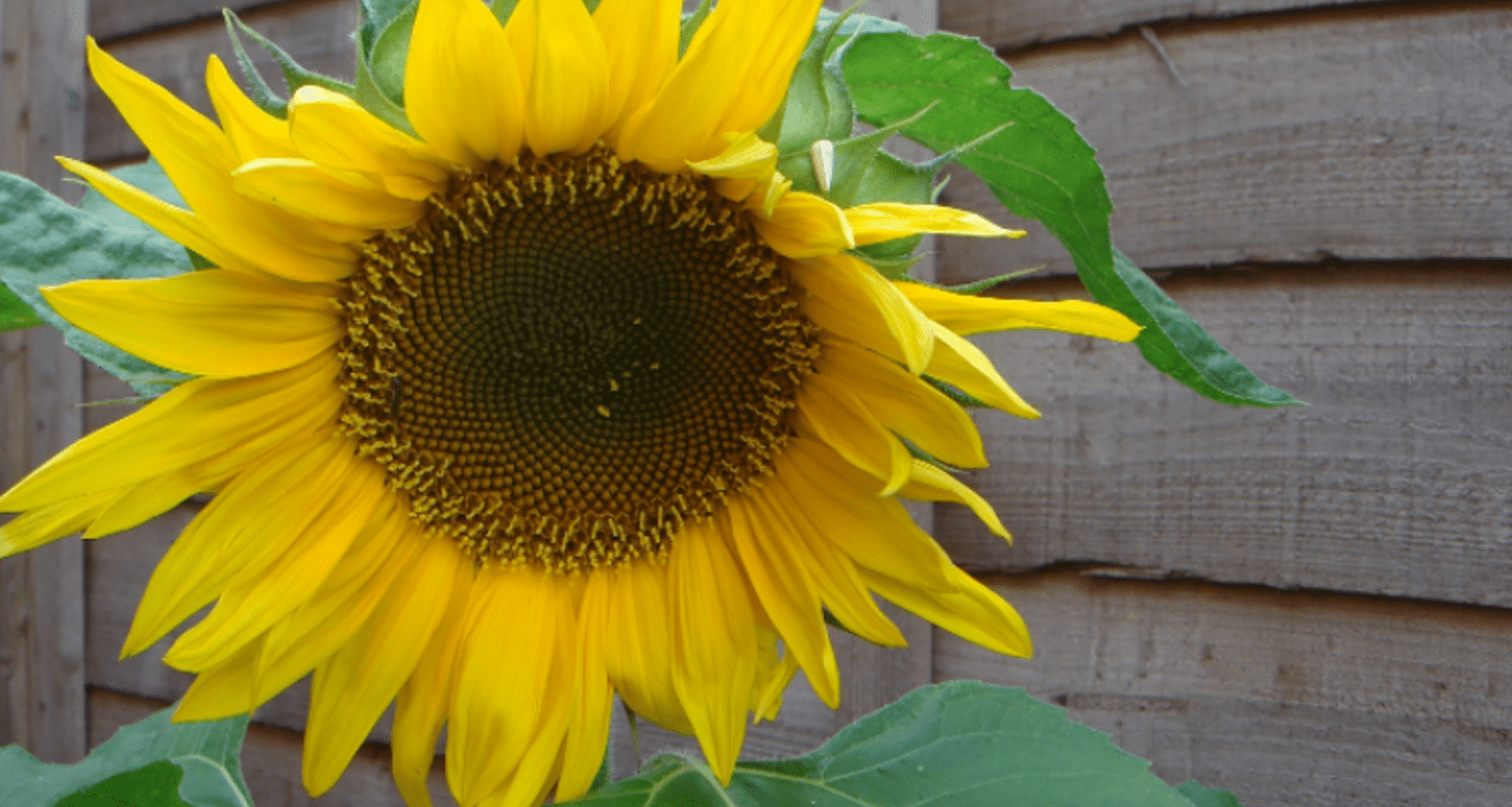 Tournesol