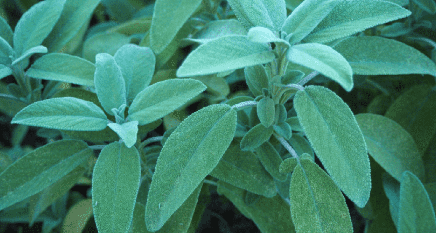 Sauge Officinale