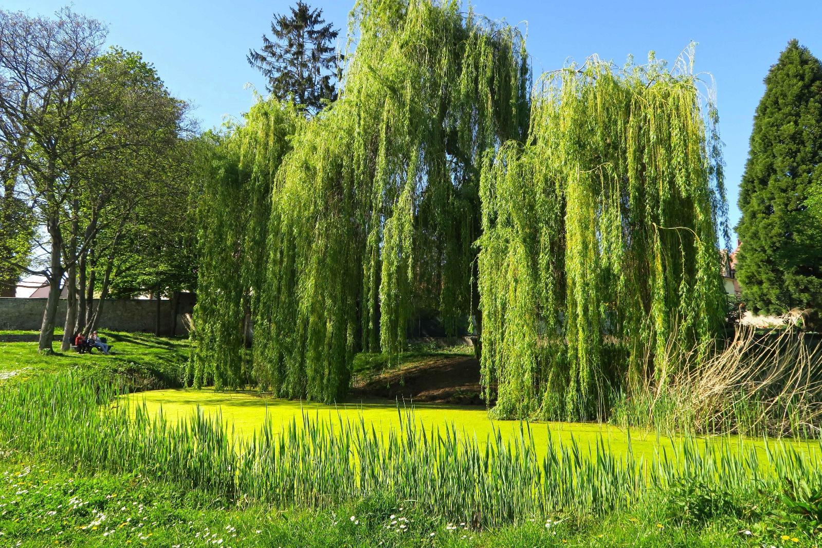 Saule pleureur - Société Nationale d'Horticulture de France