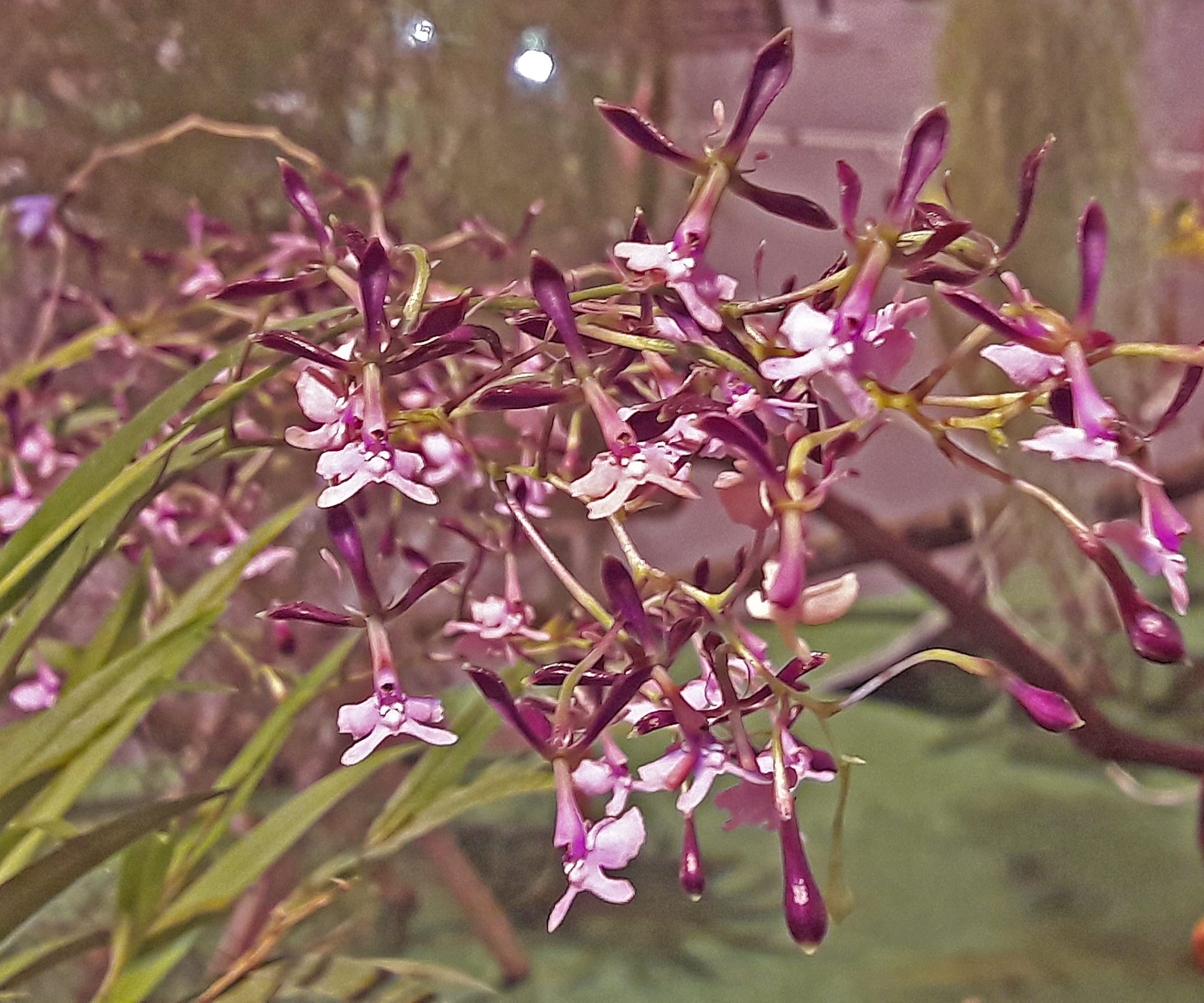 Créer un univers zen qui tient dans une soucoupe à fleurs - La Voix du Nord