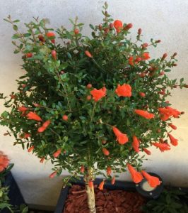 Idéal pour les balcons, le grenadier à fleurs nain 'Nana' se cultive en pot