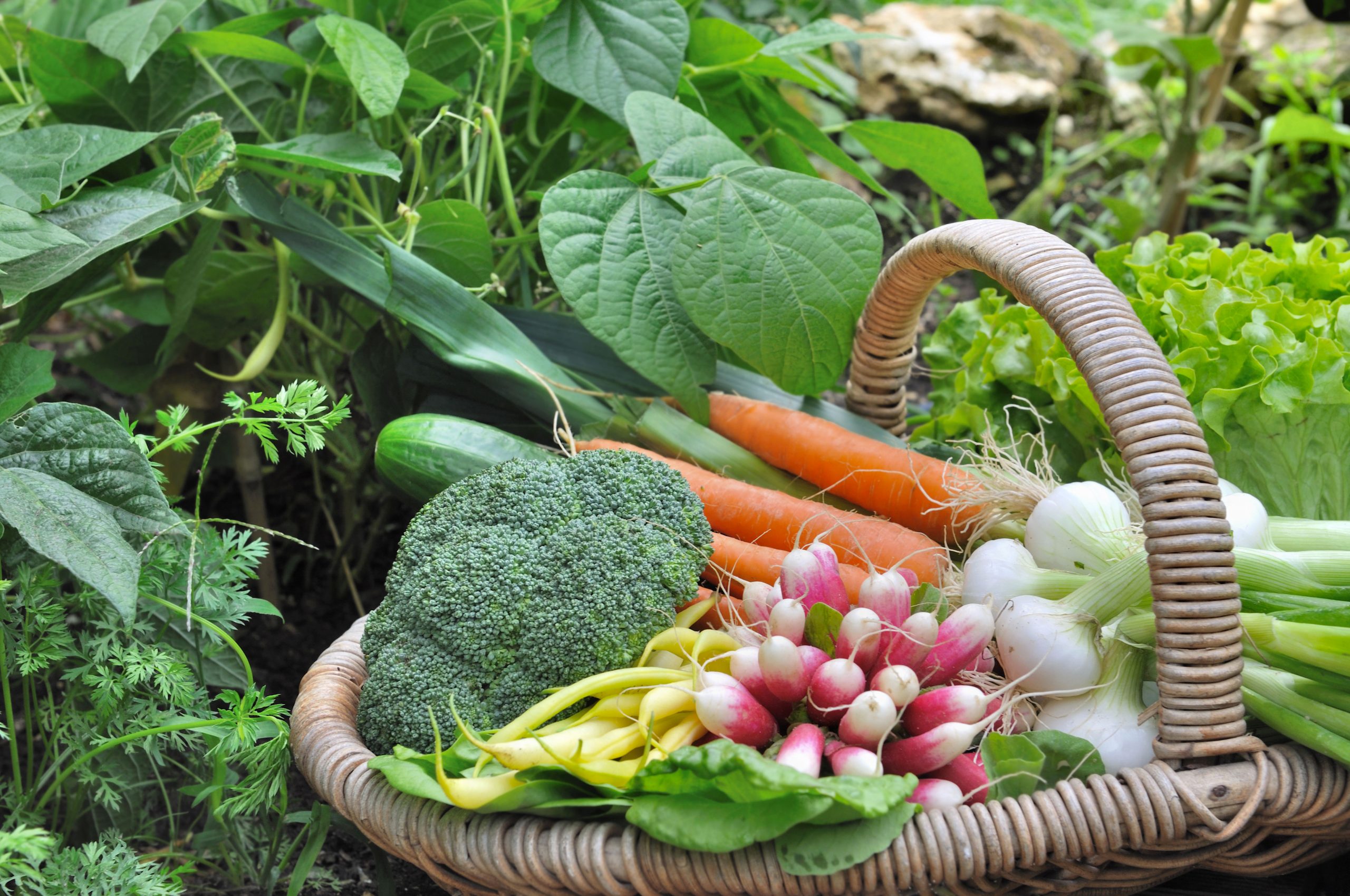 [Concours] Inscription au Concours National des Jardins Potagers