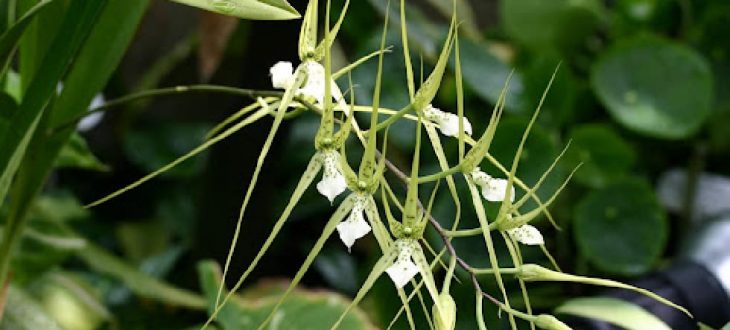 Brassia article 2