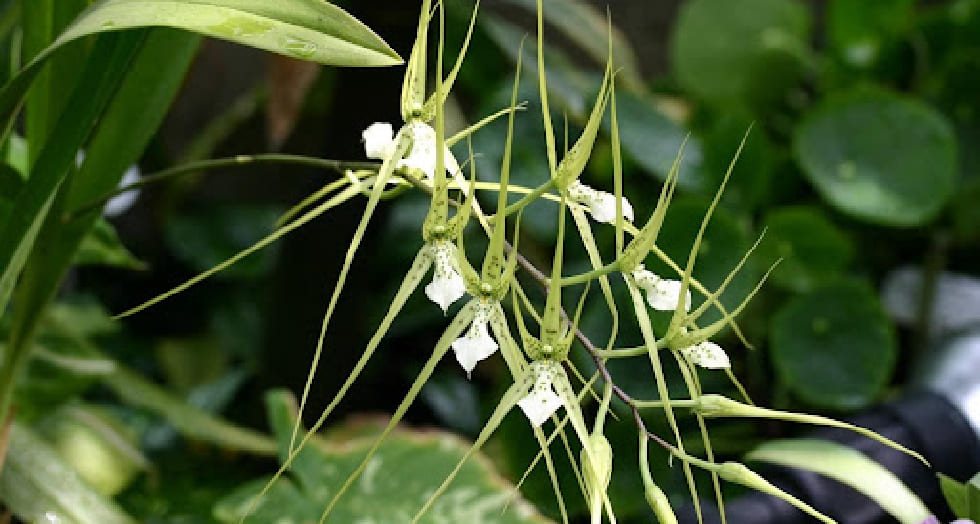 Brassia article 2