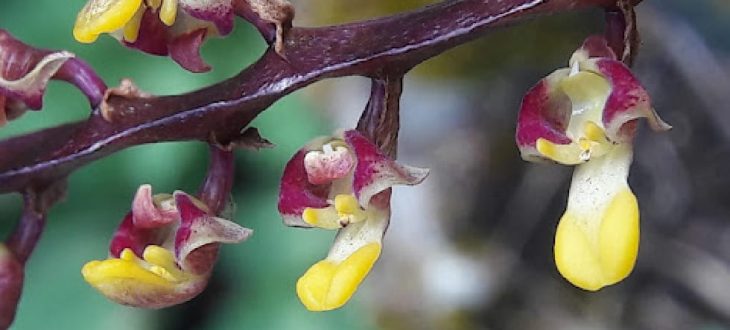 Bulbophyllum falcatum article 2