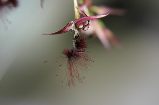 Bulbophyllum barbigerum