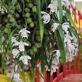 Coelogyne cristata 2