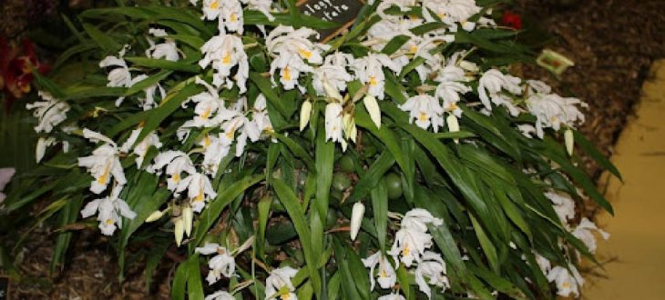 Coelogyne cristata article