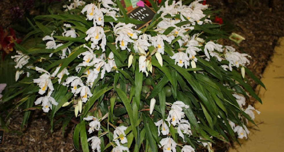 Coelogyne cristata article