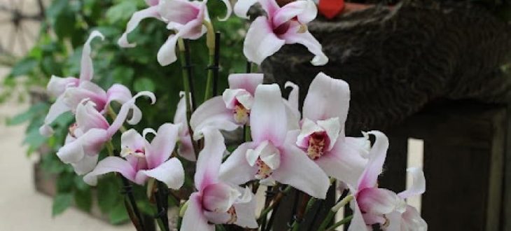 Lycaste article