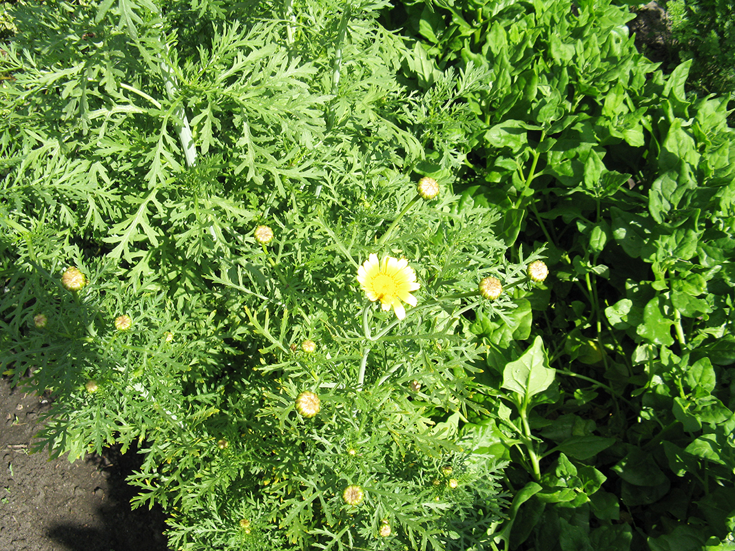 Thé Vert Chaud De Floraison De Fleur Image stock - Image du