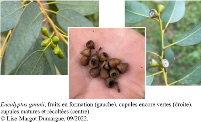 Eucalyptus gunnii fruits