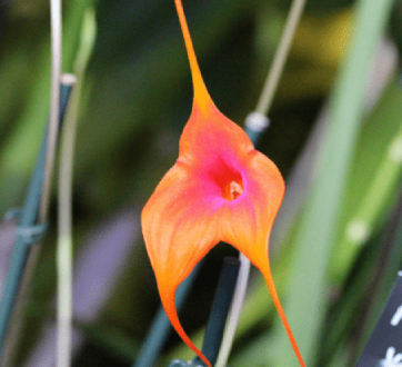 Masdevallia face