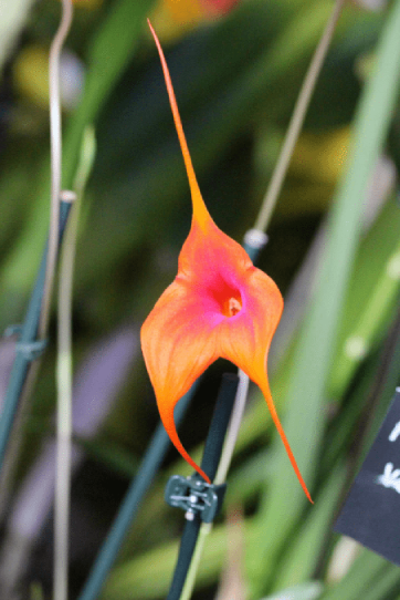 Masdevallia face