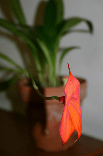 Masdevallia