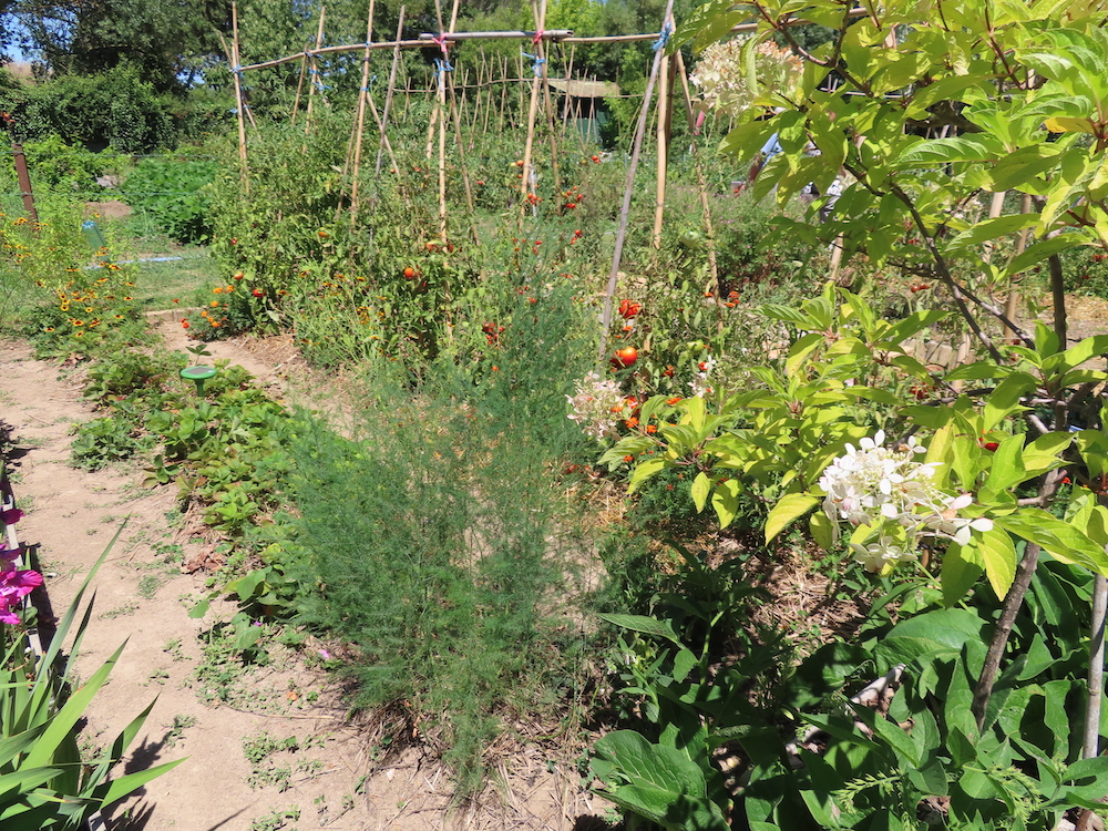 Millet des oiseaux SEMENCES - Le potager ornemental de Catherine