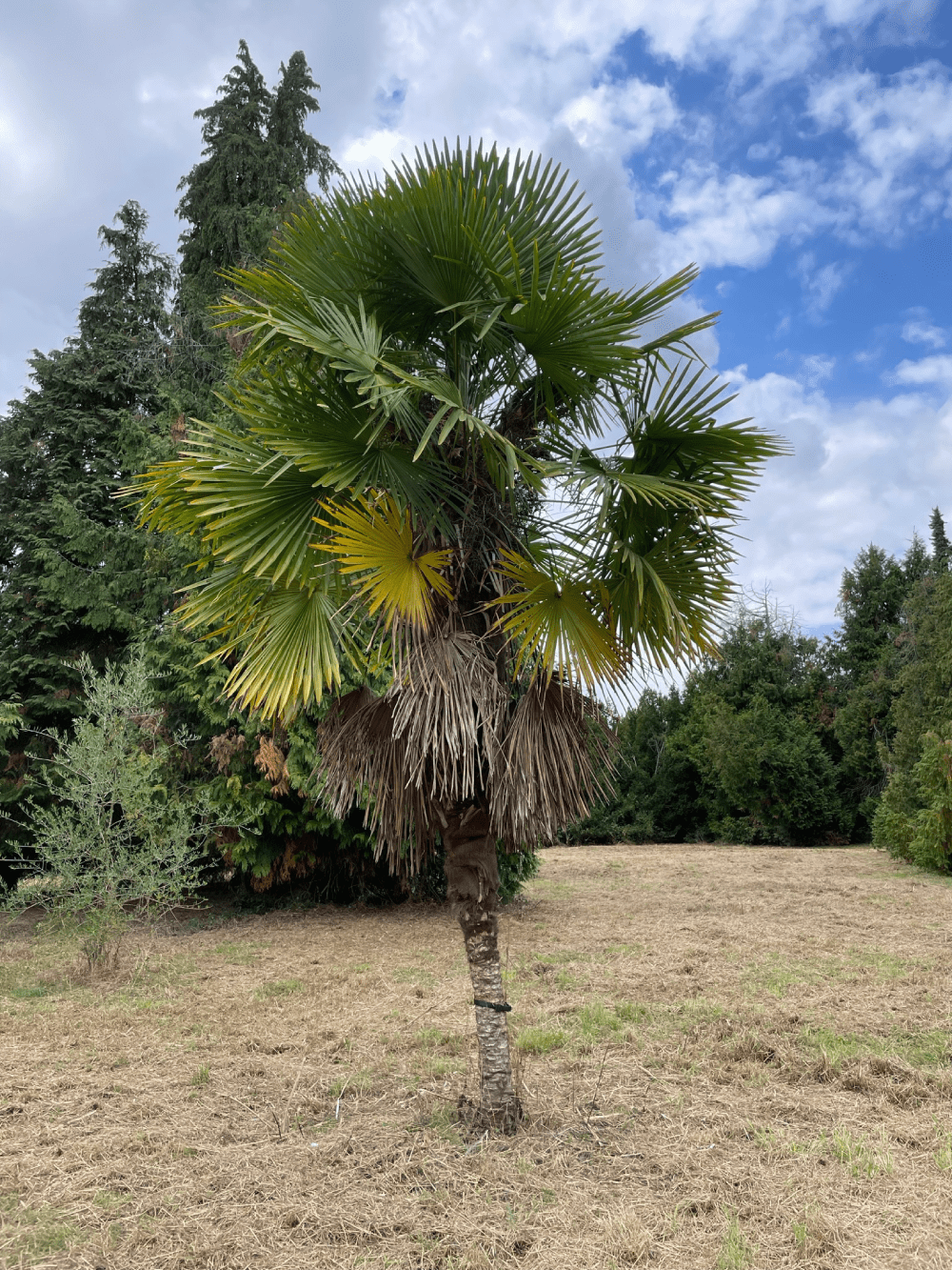 Protection hivernale du Trachycarpus fortunei en zone 7