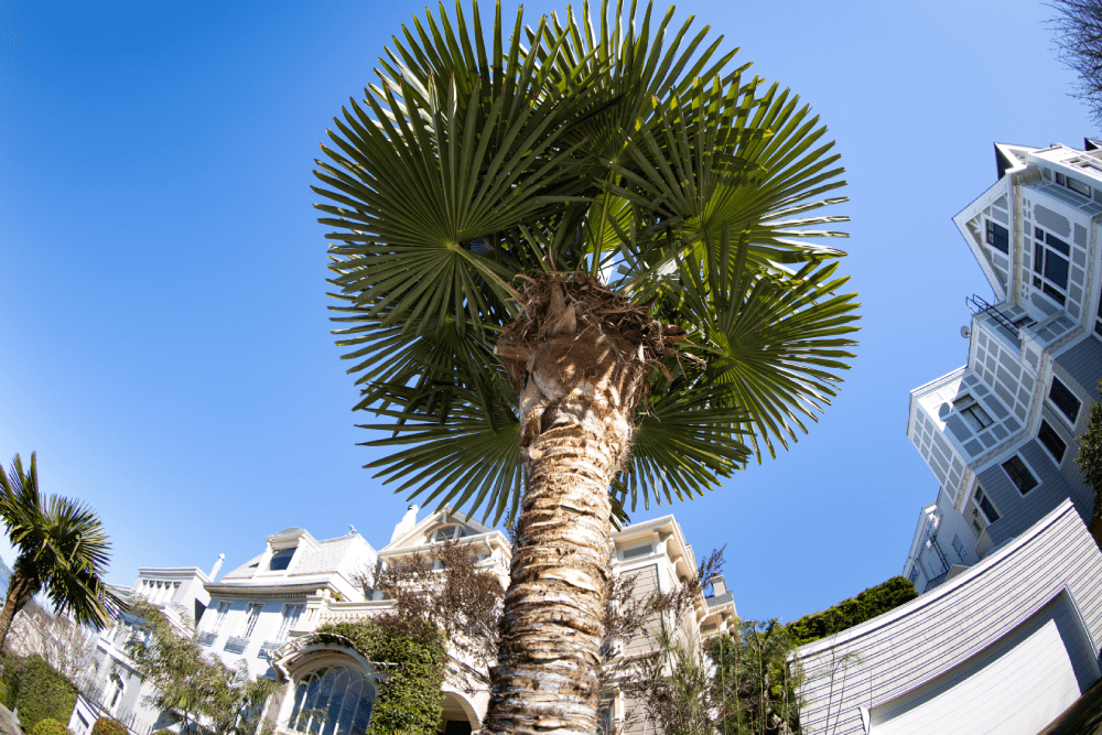 Palmier de Chine - Société Nationale d'Horticulture de France