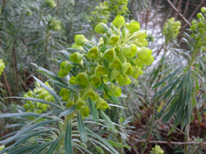 Euphorbia characias_Olive Titus