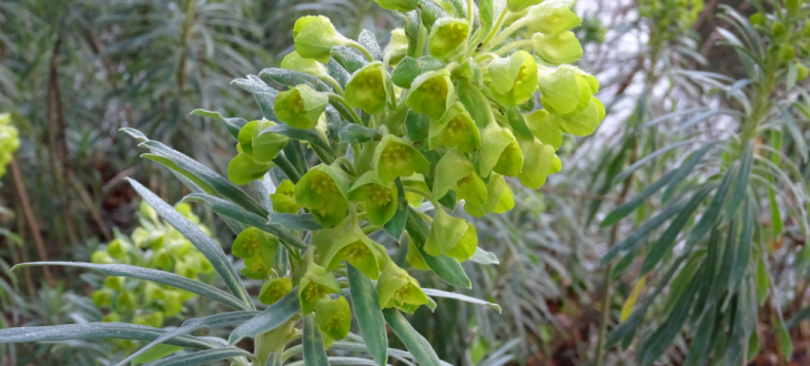 Euphorbia characias_Olive Titus