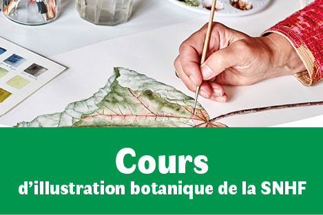Cours d'illustration botanique à la SNHF