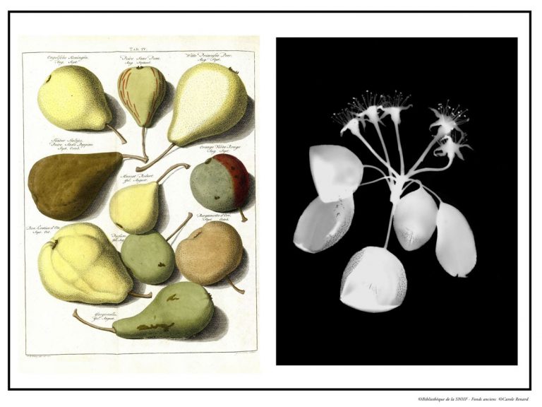 Exposition « Herbier pomologique : de la fleur à l'arbre fruitier » à la SNHF