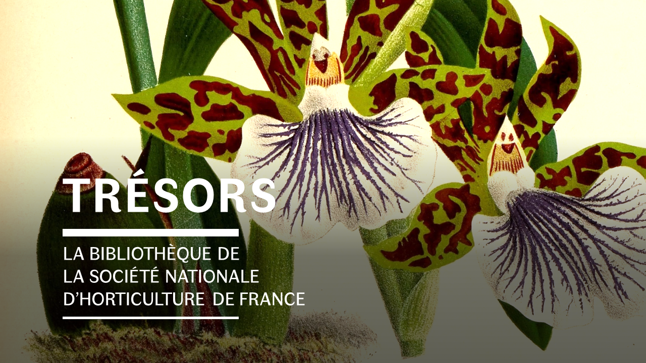 Trésors de bibliothèque : rendez-vous Orchidée